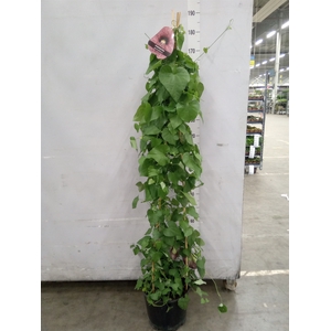 Aristolochia macrophylla
