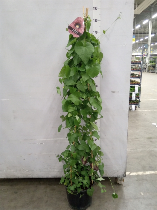 <h4>Aristolochia macrophylla</h4>