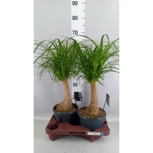 Beaucarnea recurvata