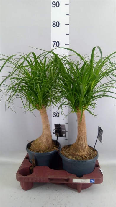 <h4>Beaucarnea recurvata</h4>
