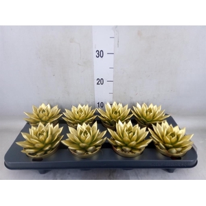 Echeveria  'Miranda'