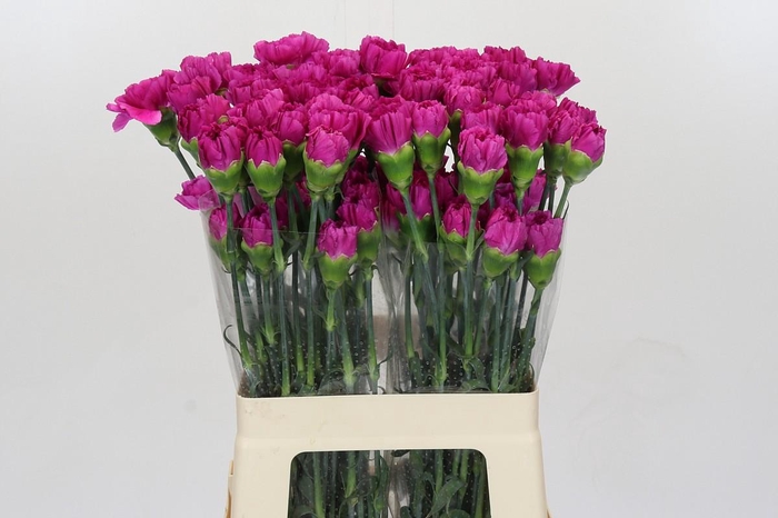 <h4>Dianthus St Mudah</h4>