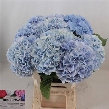 <h4>Hydr M Ch Verena Bl</h4>