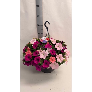 PET GEM IN POT
