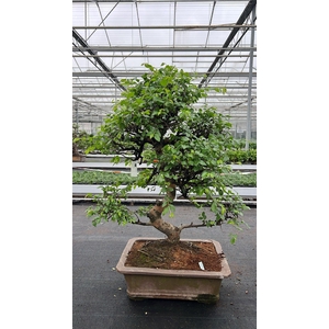 Zelkova parvifolia, pot 46 cm., height 90cm (single item)