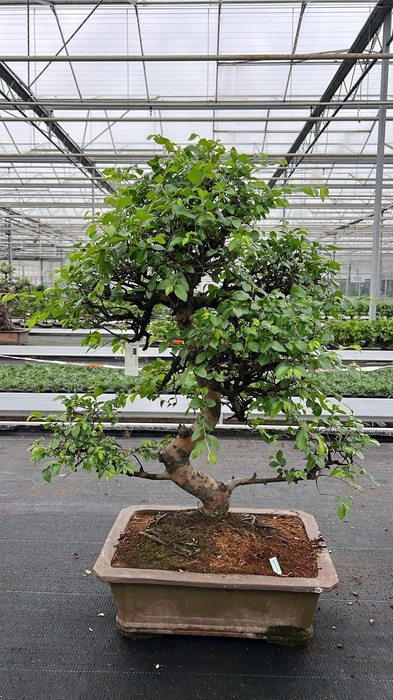 <h4>Zelkova parvifolia, pot 46 cm., height 90cm (single item)</h4>