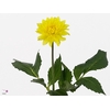 Dahlia American Sun