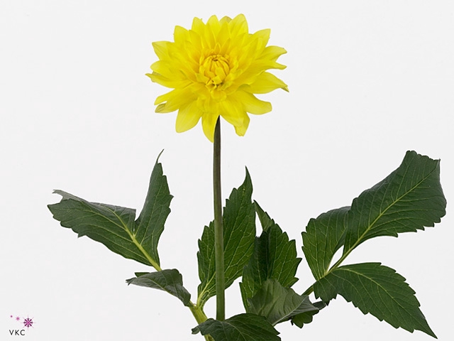 Dahlia American Sun