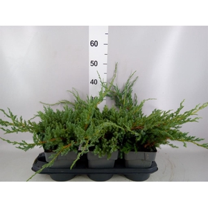 Juniperus squamata 'Blue Carpet'