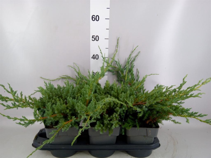 <h4>Juniperus squamata 'Blue Carpet'</h4>
