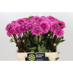 Dahlia Sandra