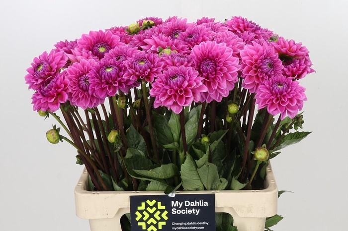 <h4>Dahlia Sandra</h4>