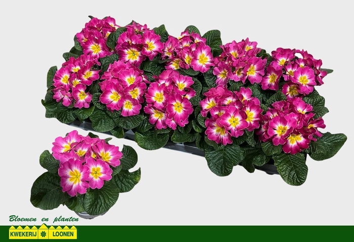 <h4>PRIM AC DANIQ BI R&W</h4>