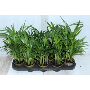 ARECA BAMBU P11