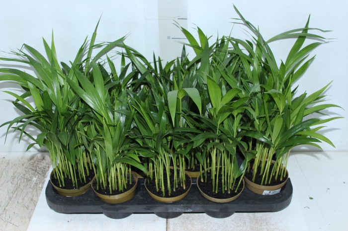 <h4>ARECA BAMBU P11</h4>