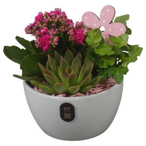 <h4>PTIB5149 Arrangement Indoor in keramiek schaal</h4>