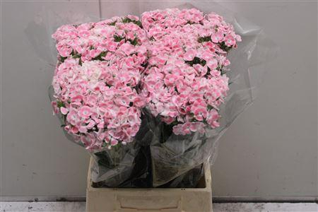 <h4>Di Barb Aldo Rose</h4>