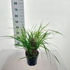 Pennisetum alopecuroides