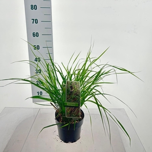 Pennisetum alopecuroides