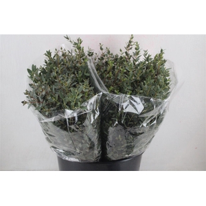 Euca Parvifolia Short 150gr P Bunch
