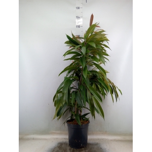 Ficus binn. 'Amstel King'