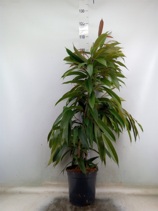 <h4>Ficus binn. 'Amstel King'</h4>