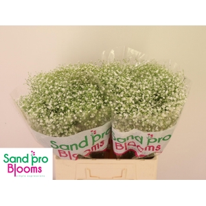 GYPS PA ZI DISCOVERY