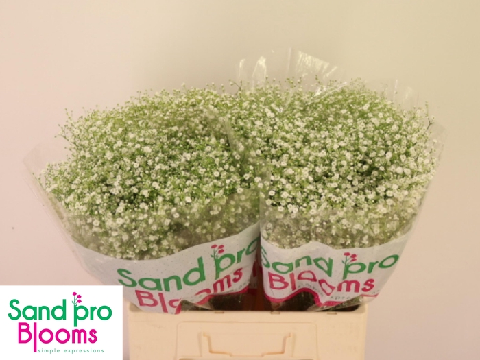 <h4>GYPS PA ZI DISCOVERY</h4>