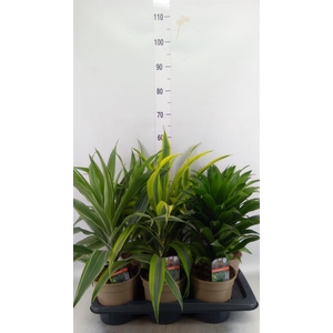 Dracaena ...mix