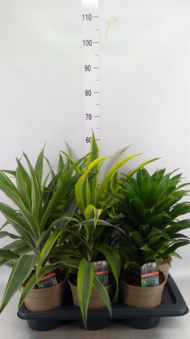 <h4>Dracaena ...mix</h4>
