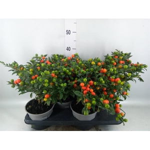 Solanum pseudocapsicum 'Bartoli'
