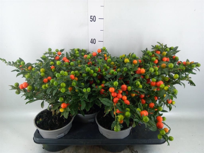 <h4>Solanum pseudocapsicum 'Bartoli'</h4>