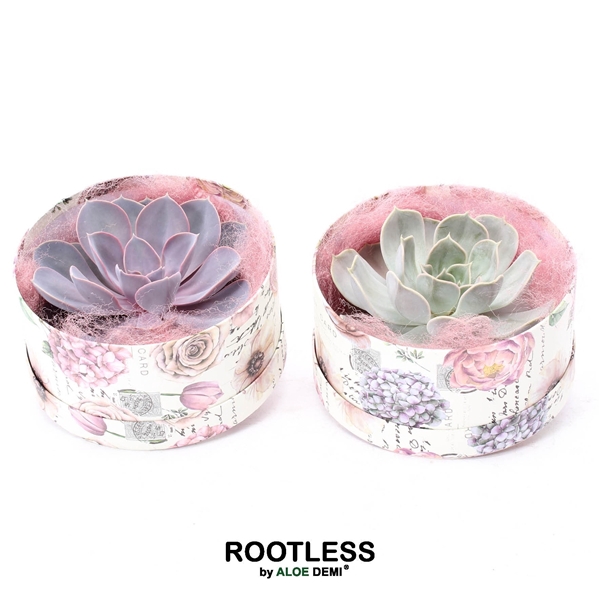 <h4>ROOTLESS Echeveria, Love box</h4>