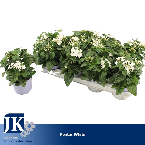 <h4>Pentas White</h4>