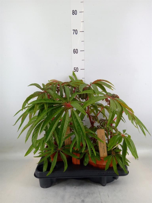 <h4>Begonia BD ...</h4>