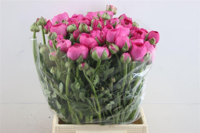 <h4>Ran Aazur Thom Bonbon</h4>