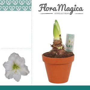 Amaryllis Arctic White 2 Knop Terracotta Steen OP