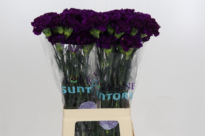 <h4>Dianthus St Florigene Moonvista</h4>