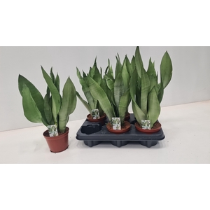 SANSEV TRIFASCIA  OV