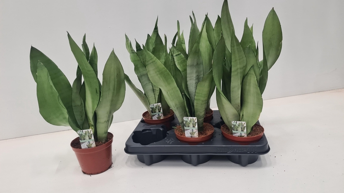 <h4>SANSEV TRIFASCIA  OV</h4>