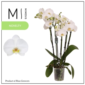 Phalaenopsis Nottingham 5+ spike – 12cm | Mimesis