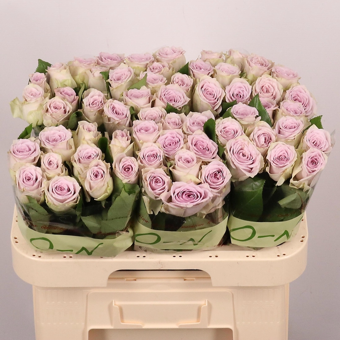 <h4>R GR AYDEN!</h4>