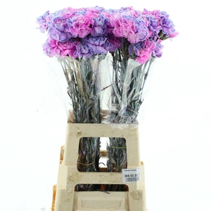 Di St Col Klb H% Cct-079