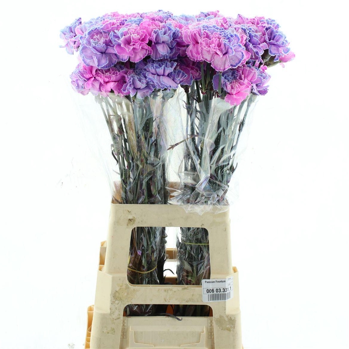 <h4>Di St Col Klb H% Cct-079</h4>