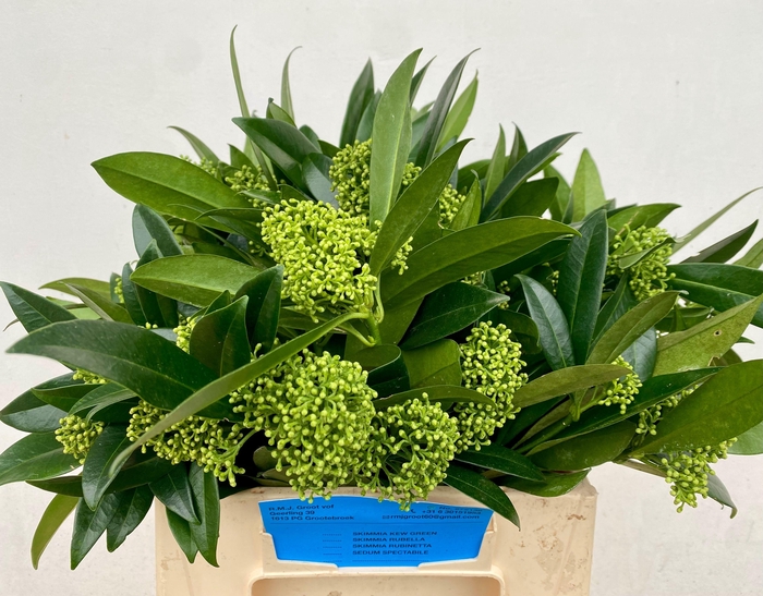 <h4>SKIM C KEW GREEN BS</h4>