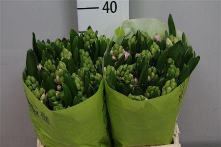 <h4>Hyac Blue Street</h4>