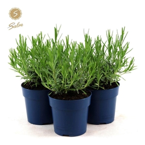 Lavandula ang. 'Felice'® Collection P12