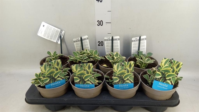 <h4>Hosta   ...</h4>