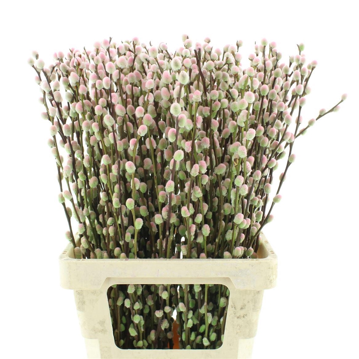 <h4>Salix Snow Flake Klb Hortensia (bicolour)</h4>