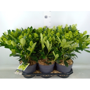 Skimmia jap. 'Finchy'